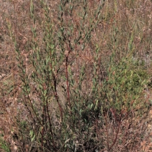 Daviesia mimosoides subsp. mimosoides at Dry Plain, NSW - 14 Mar 2022 02:03 PM