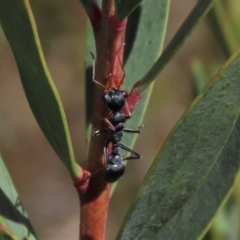 Myrmecia sp., pilosula-group (Jack jumper) at Dry Plain, NSW - 14 Mar 2022 by AndyRoo