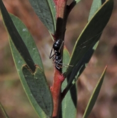 Myrmecia sp., pilosula-group at Dry Plain, NSW - 14 Mar 2022