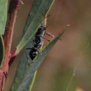 Myrmecia sp., pilosula-group at Dry Plain, NSW - 14 Mar 2022 02:00 PM