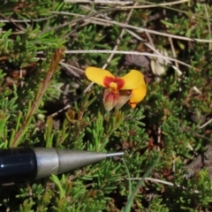 Dillwynia prostrata at Dry Plain, NSW - 14 Mar 2022 02:08 PM