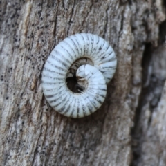 Unidentified Millipede (Diplopoda) at Wodonga - 2 Jul 2023 by KylieWaldon