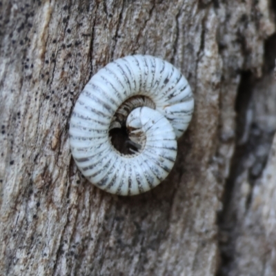 Unidentified Millipede (Diplopoda) at Felltimber Creek NCR - 2 Jul 2023 by KylieWaldon