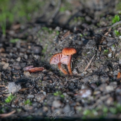 Laccaria sp. (Laccaria) at Tidbinbilla Nature Reserve - 7 Jul 2023 by Cristy1676