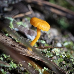 Lichenomphalia chromacea (Yellow Navel) at Tidbinbilla Nature Reserve - 7 Jul 2023 by Cristy1676