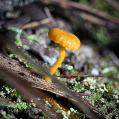 Lichenomphalia chromacea (Yellow Navel) at Tidbinbilla Nature Reserve - 7 Jul 2023 by Cristy1676