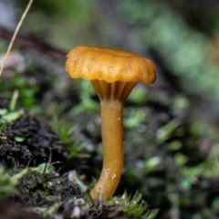 Lichenomphalia chromacea at Paddys River, ACT - 7 Jul 2023