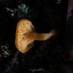 Lichenomphalia chromacea at Paddys River, ACT - 7 Jul 2023