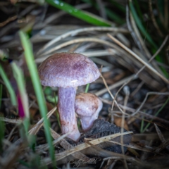 Cortinarius sp. (Cortinarius) at Tidbinbilla Nature Reserve - 7 Jul 2023 by Cristy1676