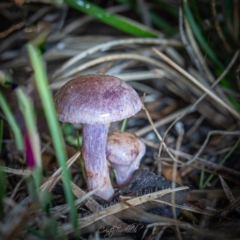 Unidentified Cap on a stem; gills below cap [mushrooms or mushroom-like] at Paddys River, ACT - 7 Jul 2023 by Cristy1676