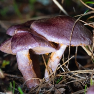 Cortinarius sp. - lilac, blue(ish), purple(ish) at Tidbinbilla Nature Reserve - 7 Jul 2023 04:02 PM