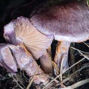 Cortinarius sp. - lilac, blue(ish), purple(ish) at Tidbinbilla Nature Reserve - 7 Jul 2023 04:02 PM