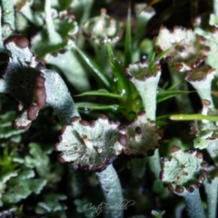 Cladonia verticillata (Ladder Lichen) at Kambah, ACT - 7 Jul 2023 by Cristy1676