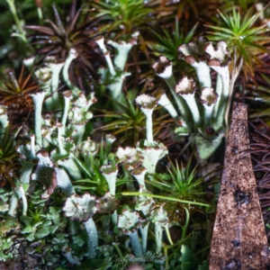 Cladonia verticillata at Tidbinbilla Nature Reserve - 7 Jul 2023