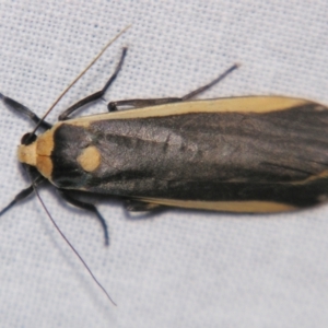 Brunia replana at Sheldon, QLD - 21 Mar 2007