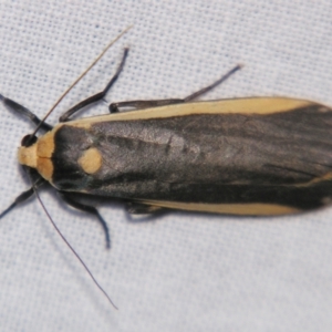 Brunia replana at Sheldon, QLD - suppressed