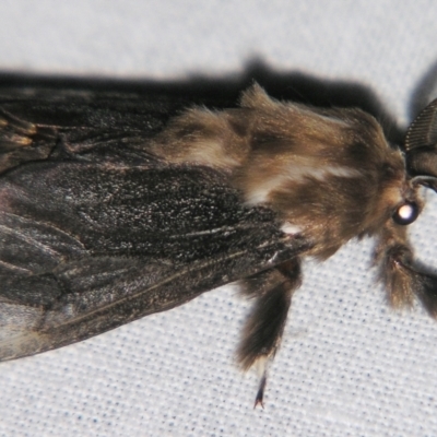 Clania ignobilis (Faggot Case Moth) at Sheldon, QLD - 21 Mar 2007 by PJH123