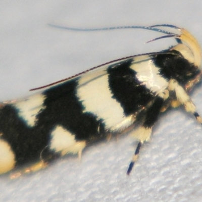 Macrobathra melanomitra (A Gelechioid moth) at Sheldon, QLD - 21 Mar 2007 by PJH123