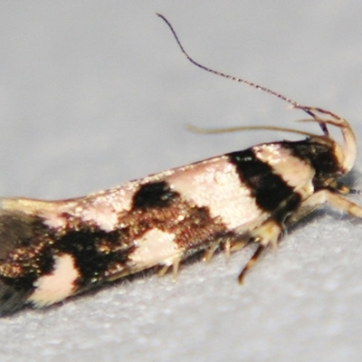 Macrobathra desmotoma ( A Cosmet moth) at Sheldon, QLD - 21 Mar 2007 by PJH123