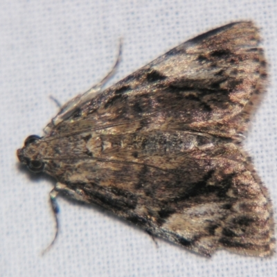 Salma cholica (A Pyralid moth) at Sheldon, QLD - 21 Mar 2007 by PJH123