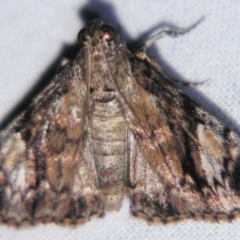 Salma cholica (A Pyralid moth) at Sheldon, QLD - 21 Mar 2007 by PJH123