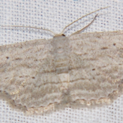 Scopula desita (A Geometer moth) at Sheldon, QLD - 21 Mar 2007 by PJH123