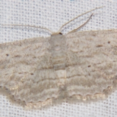 Scopula desita (A Geometer moth) at Sheldon, QLD - 21 Mar 2007 by PJH123