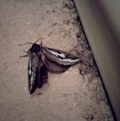 Abantiades atripalpis (Bardee grub/moth, Rain Moth) at Yass River, NSW - 29 Apr 2023 by 120Acres