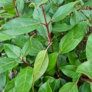 Viburnum tinus at Theodore, ACT - 8 Jul 2023 09:25 AM