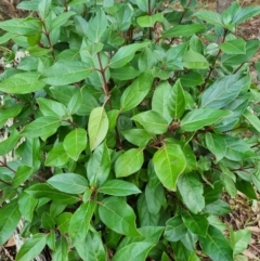 Viburnum tinus at Theodore, ACT - 8 Jul 2023 09:25 AM