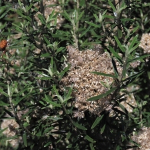 Ozothamnus conditus at Dry Plain, NSW - 14 Mar 2022