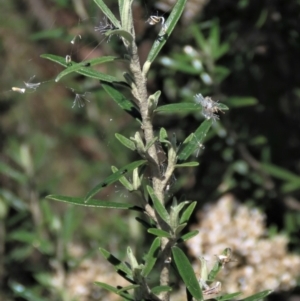 Ozothamnus conditus at Dry Plain, NSW - 14 Mar 2022