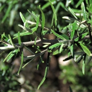 Ozothamnus conditus at Dry Plain, NSW - 14 Mar 2022