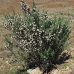 Ozothamnus conditus at Dry Plain, NSW - 14 Mar 2022