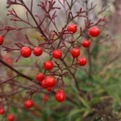 Nandina domestica at Theodore, ACT - 8 Jul 2023