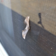 Circopetes obtusata (Grey Twisted Moth) at Yass River, NSW by 120Acres