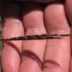 Bothriochloa macra (Red Grass, Red-leg Grass) at Dry Plain, NSW - 14 Mar 2022 by AndyRoo