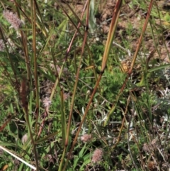 Bothriochloa macra at Dry Plain, NSW - 14 Mar 2022