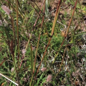 Bothriochloa macra at Dry Plain, NSW - 14 Mar 2022 02:47 PM