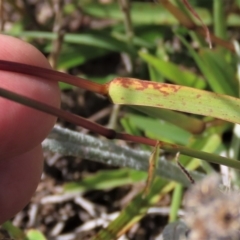 Bothriochloa macra at Dry Plain, NSW - 14 Mar 2022