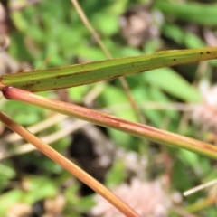 Bothriochloa macra at Dry Plain, NSW - 14 Mar 2022