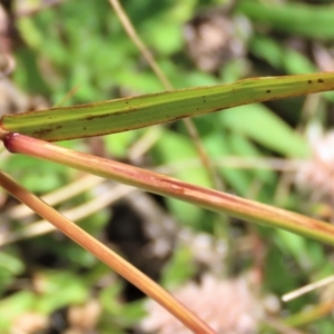 Bothriochloa macra at Dry Plain, NSW - 14 Mar 2022