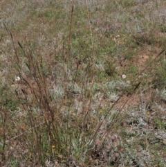 Bothriochloa macra at Dry Plain, NSW - 14 Mar 2022 02:47 PM