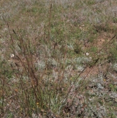 Bothriochloa macra at Dry Plain, NSW - 14 Mar 2022