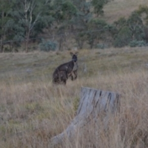 Osphranter robustus robustus at Yass River, NSW - 8 Jul 2023