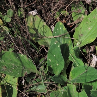 Cymbonotus sp. (preissianus or lawsonianus) (Bears Ears) at Top Hut TSR - 26 Mar 2022 by AndyRoo