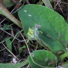 Cymbonotus sp. (preissianus or lawsonianus) at Dry Plain, NSW - 26 Mar 2022