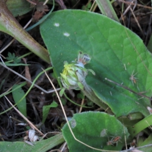 Cymbonotus sp. (preissianus or lawsonianus) at Dry Plain, NSW - 26 Mar 2022