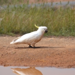 Cacatua galerita (Sulphur-crested Cockatoo) at Yass River, NSW - 2 Nov 2020 by 120Acres