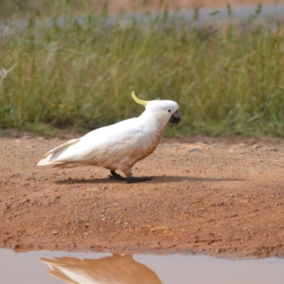 Cacatua galerita (Sulphur-crested Cockatoo) at Yass River, NSW - 3 Nov 2020 by 120Acres